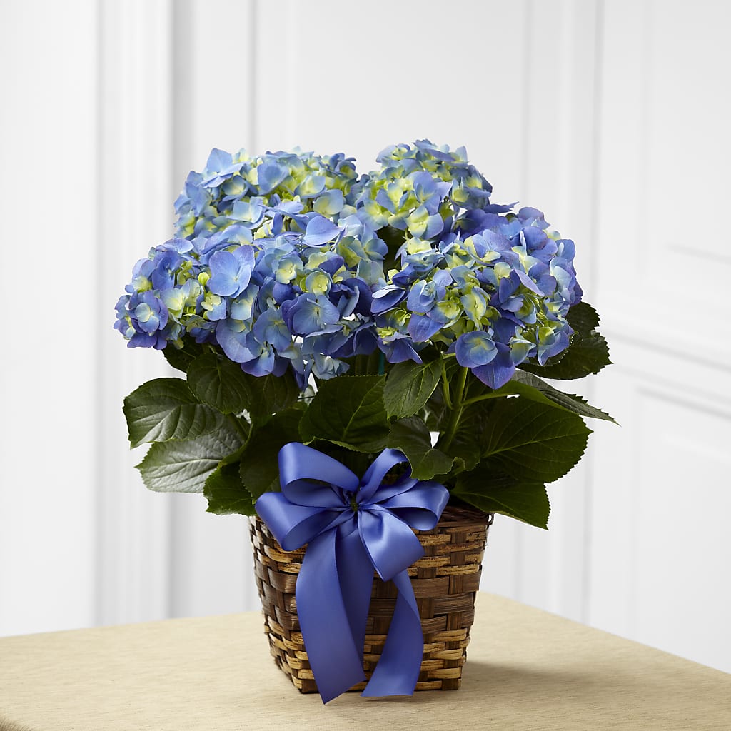 Blue Hydrangea Planter – Unique Flowers And Wedding, Dania Beach FL