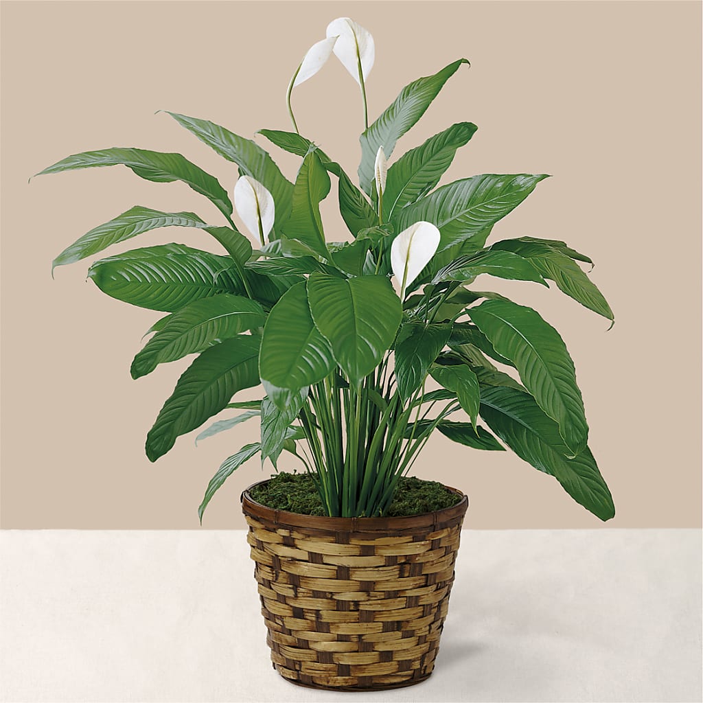 Tranquil Moments Peace Lily Plant – Unique Flowers And Wedding, Dania Beach FL