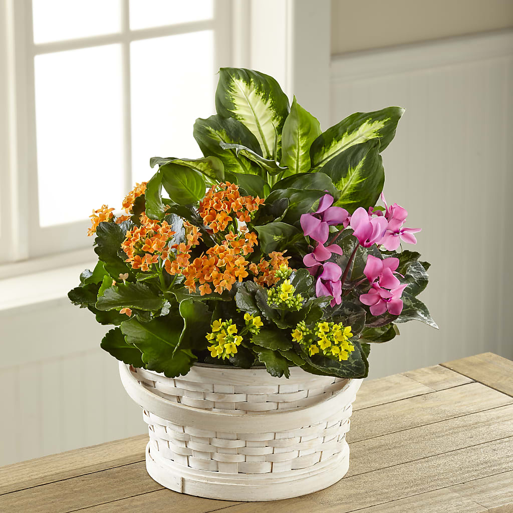 Color Crush Dishgarden – Unique Flowers And Wedding, Dania Beach FL