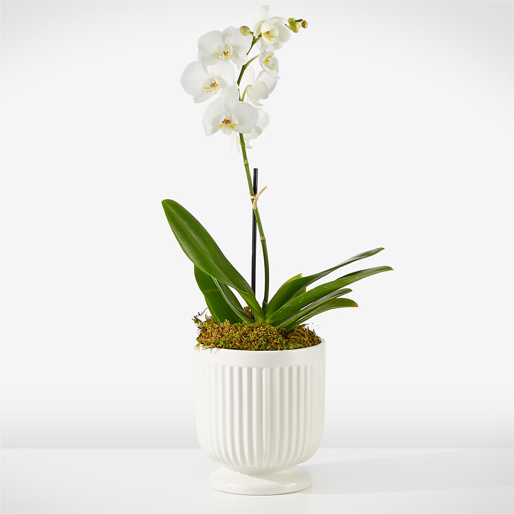 Whispering White Orchid – Unique Flowers And Wedding, Dania Beach FL