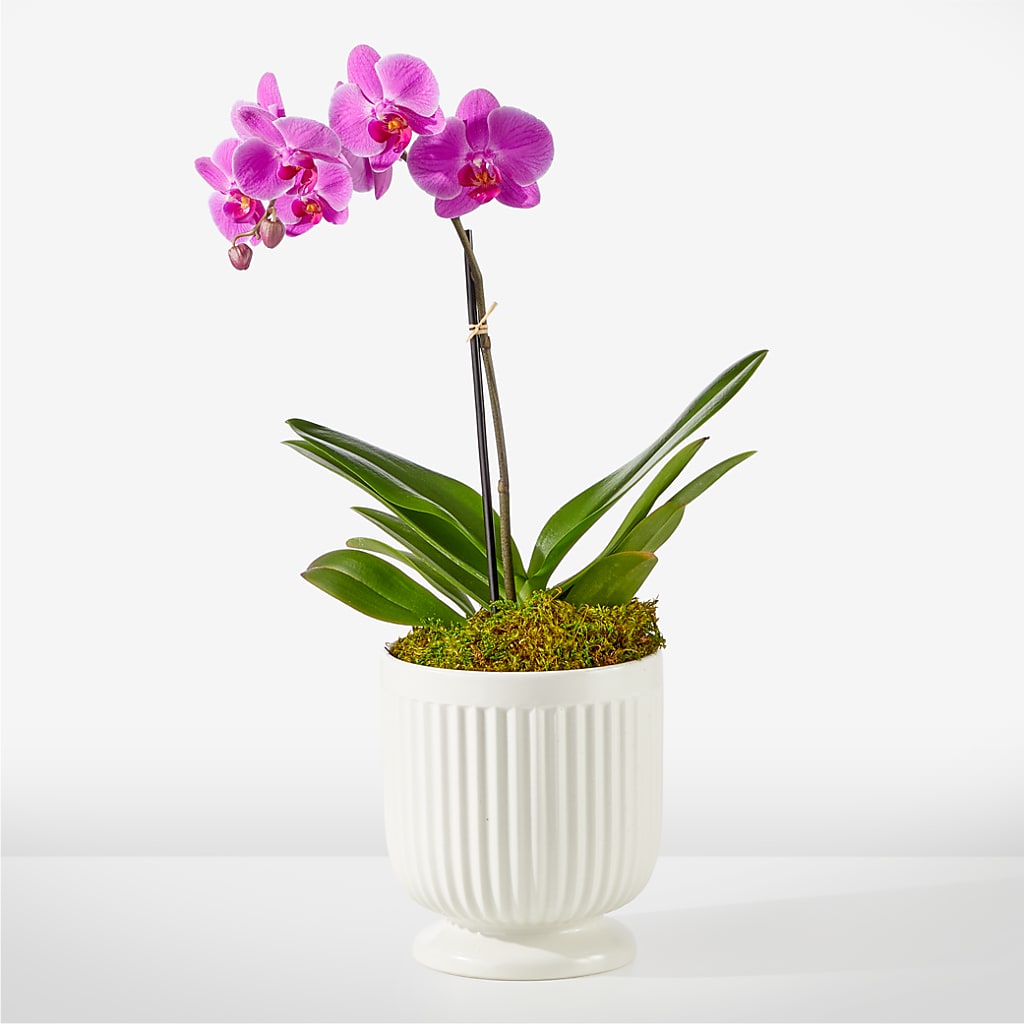 Friendly Fuchsia Orchid – Unique Flowers And Wedding, Dania Beach FL