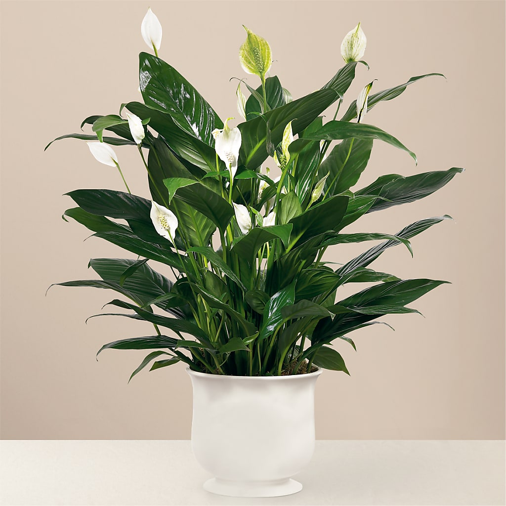 Comfort Planter – Unique Flowers And Wedding, Dania Beach FL