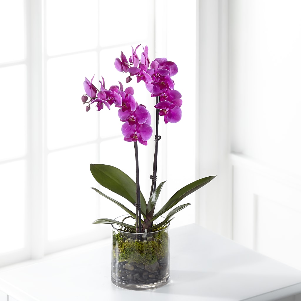 Pink Orchid Plant – Unique Flowers And Wedding, Dania Beach FL