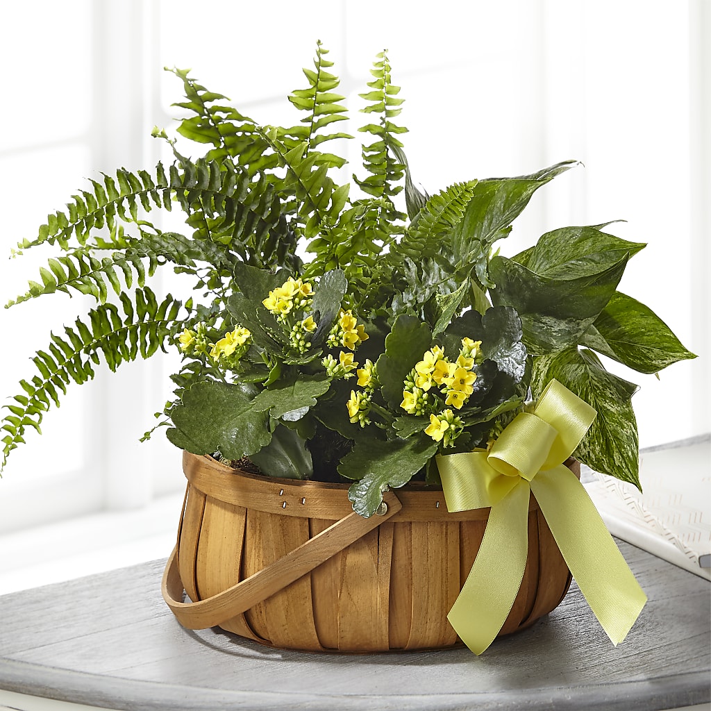 Always Dear Dishgarden – Unique Flowers And Wedding, Dania Beach FL