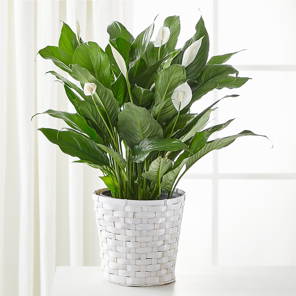 A New Leaf Peace Lily – Unique Flowers And Wedding, Dania Beach FL