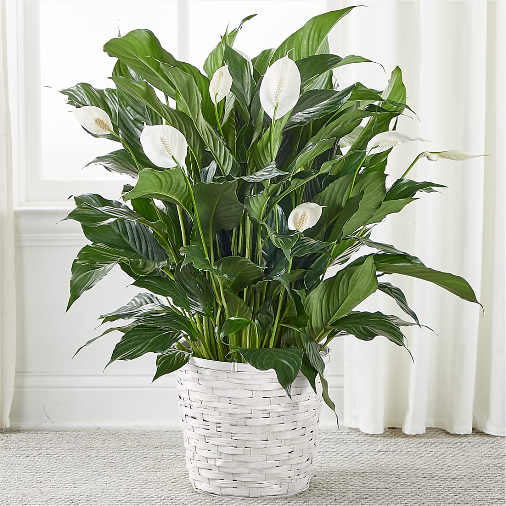 A New Leaf Peace Lily – Unique Flowers And Wedding, Dania Beach FL