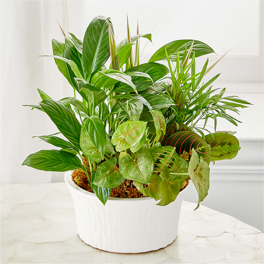 Balance & Harmony Dishgarden – Unique Flowers And Wedding, Dania Beach FL