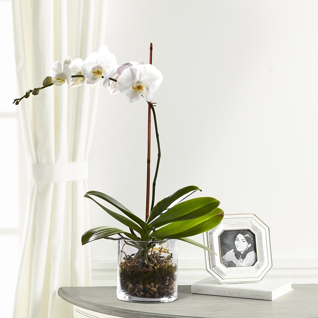 White Orchid Planter – Unique Flowers And Wedding, Dania Beach FL