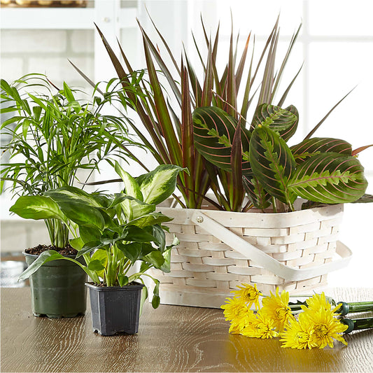 Florist Designed Blooming and Green Plants in a Basket –  Unique Flowers And Wedding, Dania Beach FL