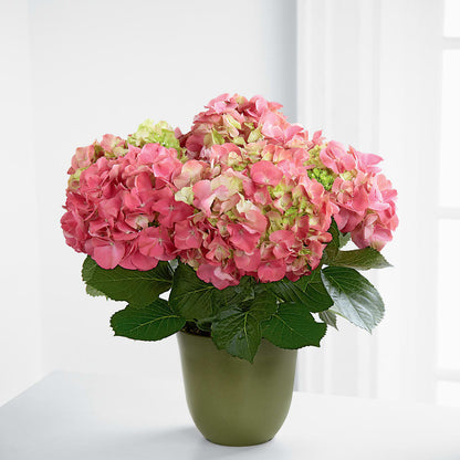 Pink Hydrangea Planter –  Unique Flowers And Wedding, Dania Beach FL