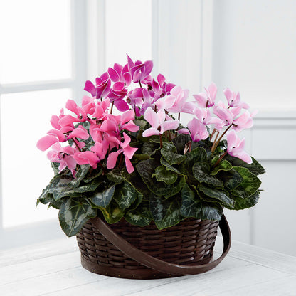 Mixed Cyclamen Planter –  Unique Flowers And Wedding, Dania Beach FL