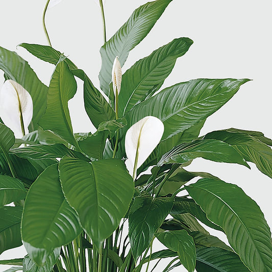 Tranquil Moments Peace Lily Plant –  Unique Flowers And Wedding, Dania Beach FL