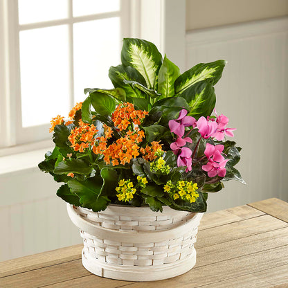 Color Crush Dishgarden –  Unique Flowers And Wedding, Dania Beach FL
