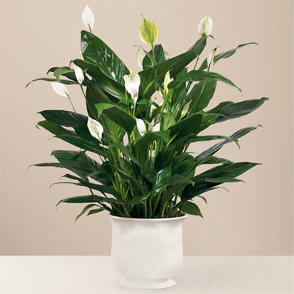 Comfort Planter –  Unique Flowers And Wedding, Dania Beach FL