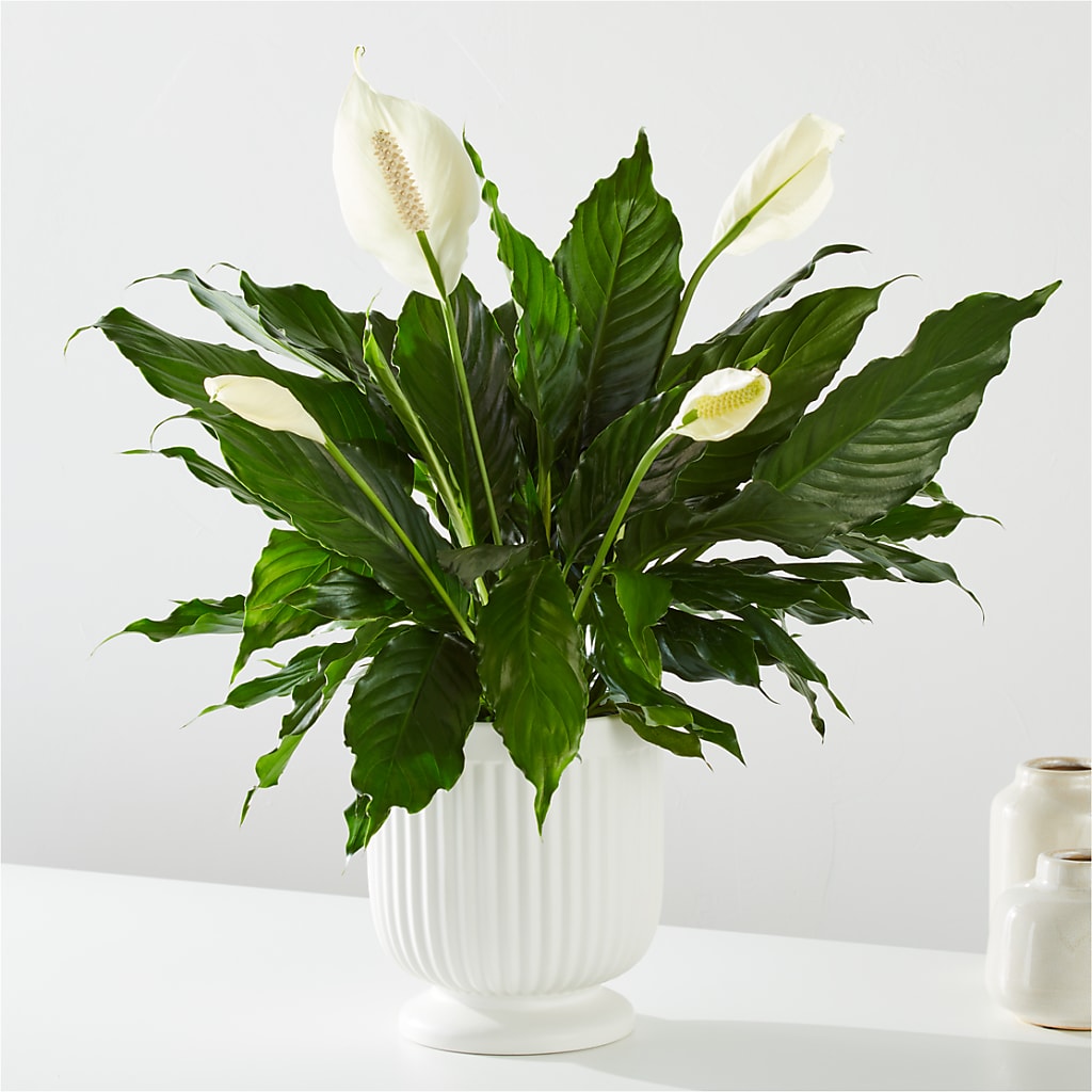 Comfort Planter –  Unique Flowers And Wedding, Dania Beach FL