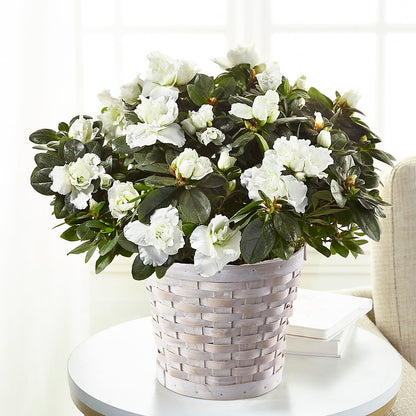 White Azalea Plant –  Unique Flowers And Wedding, Dania Beach FL