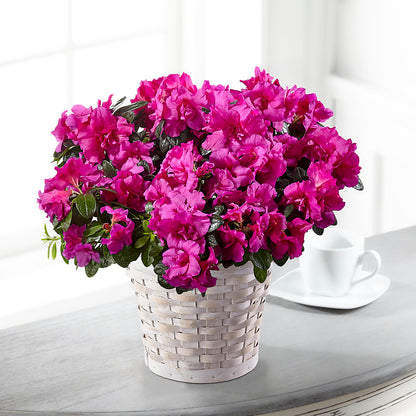 Hope & Serenity Azalea Plant –  Unique Flowers And Wedding, Dania Beach FL