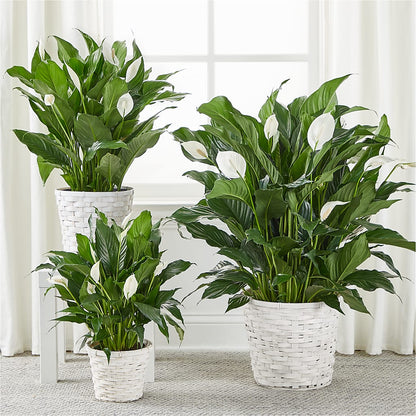 A New Leaf Peace Lily –  Unique Flowers And Wedding, Dania Beach FL