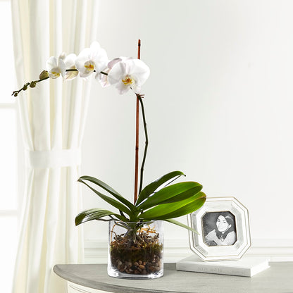 White Orchid Planter –  Unique Flowers And Wedding, Dania Beach FL