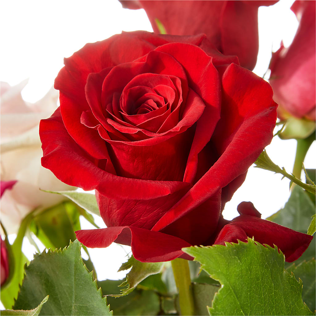 Love Notes Rose Bouquet –  Unique Flowers And Wedding, Dania Beach FL